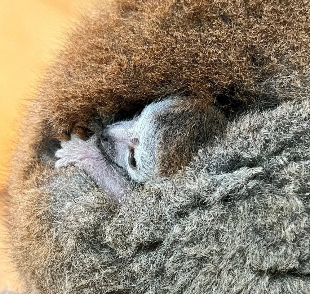 Držte nám palce s odchovem lemura korunkatého, vzkázala plzeňská zoo. Loni mládě po pár dnech uhynulo