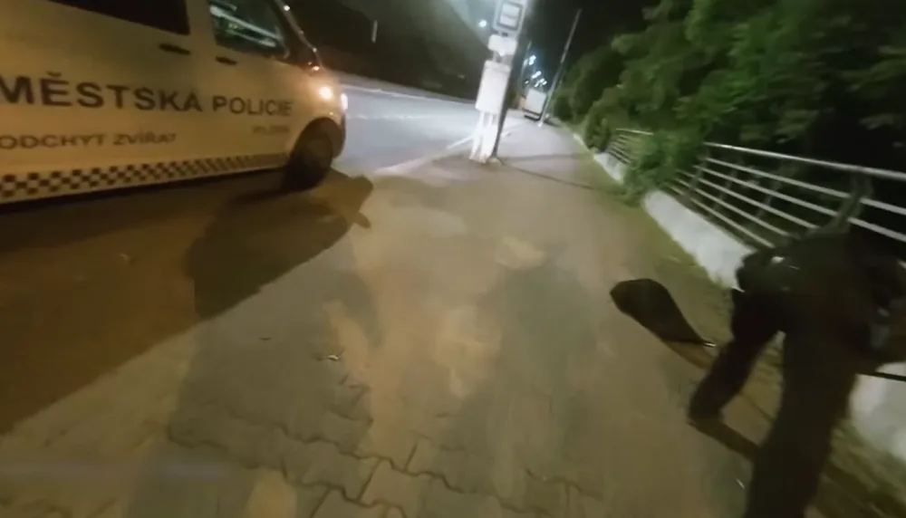 VIDEO: Tady normálně běhá bobr, líčil šokovaný muž. Zavalitý hlodavec si vykračoval kousek od hlavního nádraží
