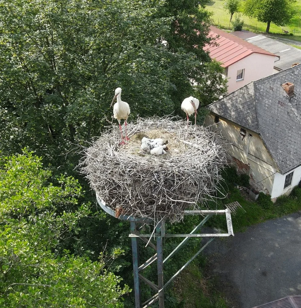 Adopce osiřelých čapích mláďat na náhradní hnízda jedou na plné obrátky