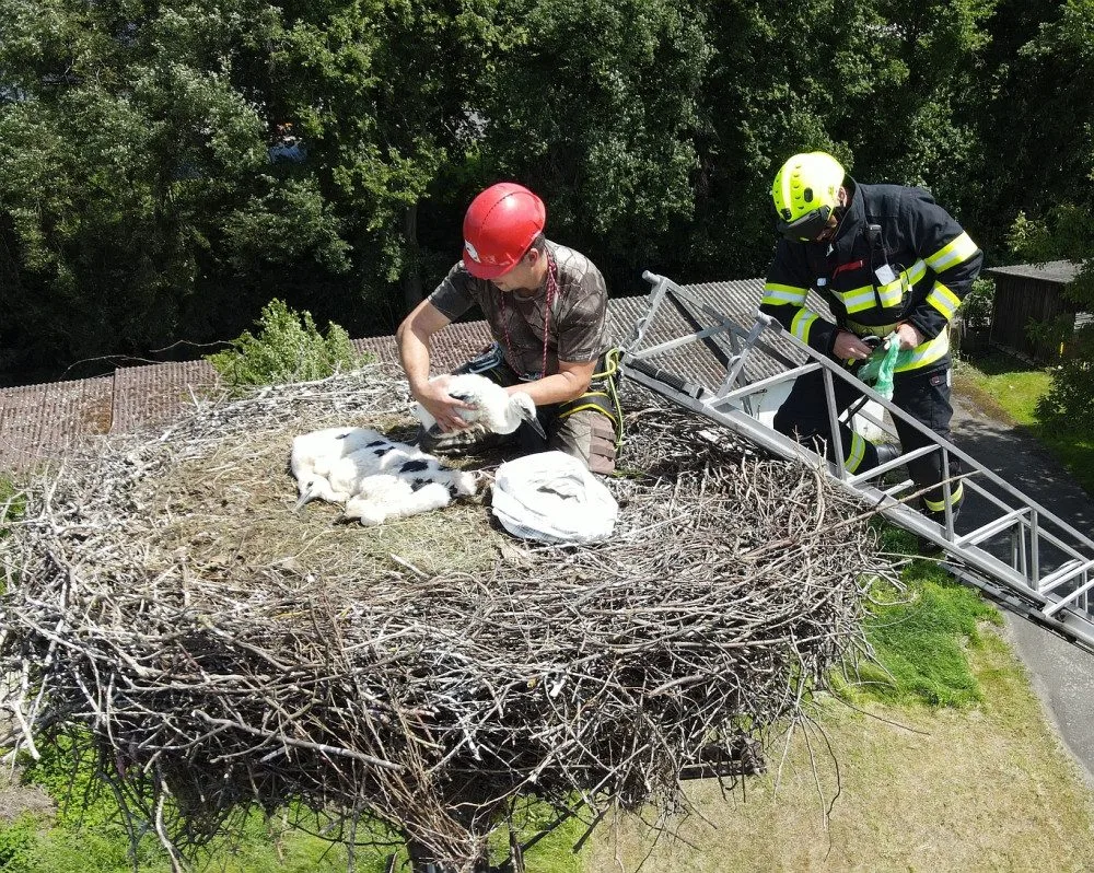Adopce osiřelých čapích mláďat na náhradní hnízda jedou na plné obrátky
