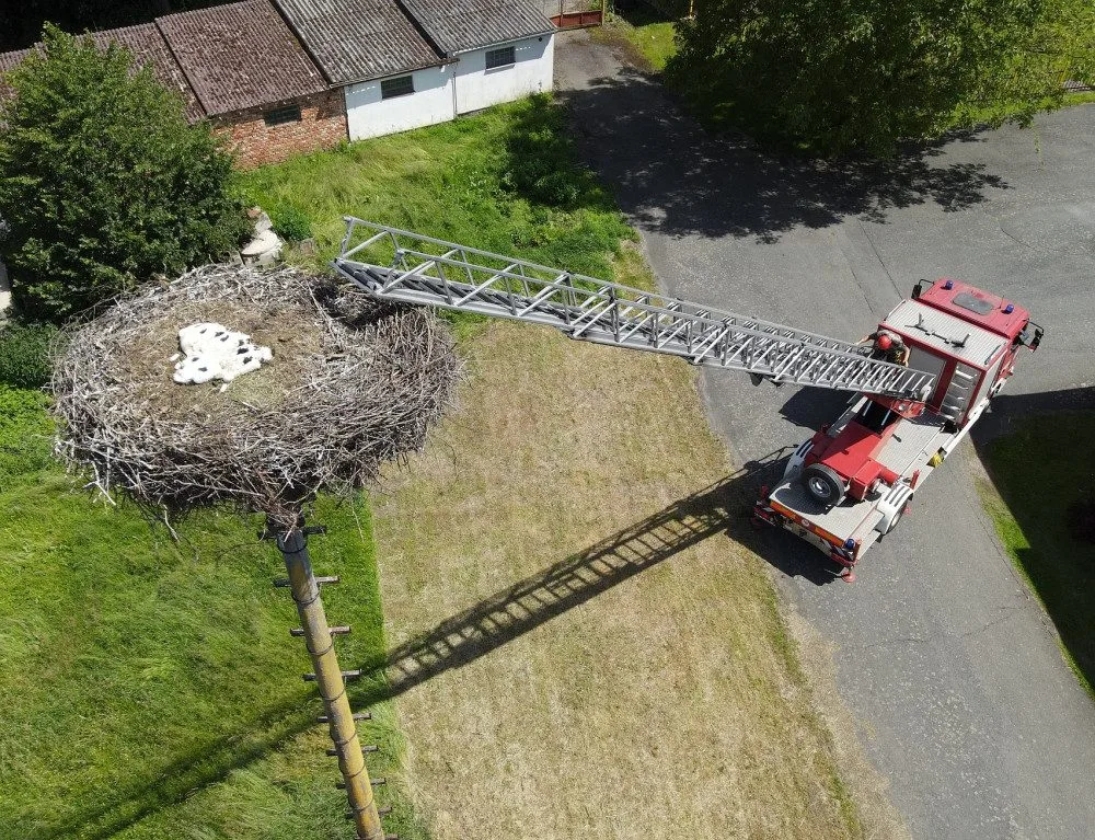 Adopce osiřelých čapích mláďat na náhradní hnízda jedou na plné obrátky