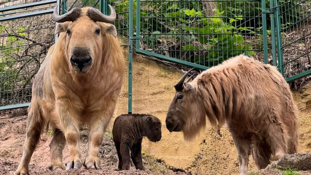 V zoo přišlo na svět mládě velmi vzácného takina čínského. Má rohy pakoně, nos losa, ocas medvěda a tělem připomíná bizona