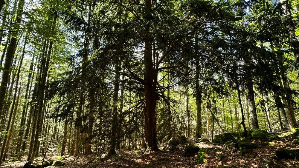 Stáří tohoto stromu je přes tisíc let