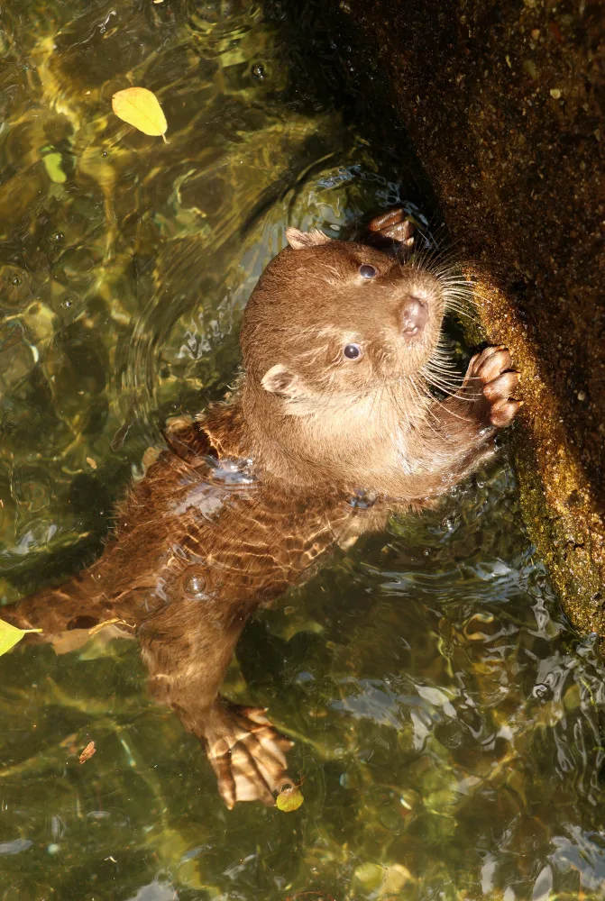 Mláďata vyder říčních dostala jména Žofka a Hugo, odchov se v zoo podařil po dlouhých 14 letech