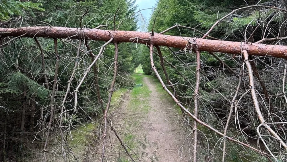 Suché stromy ohrožující značené turistické cesty na Šumavě se musí pokácet. Letos už jich šlo k zemi 6000