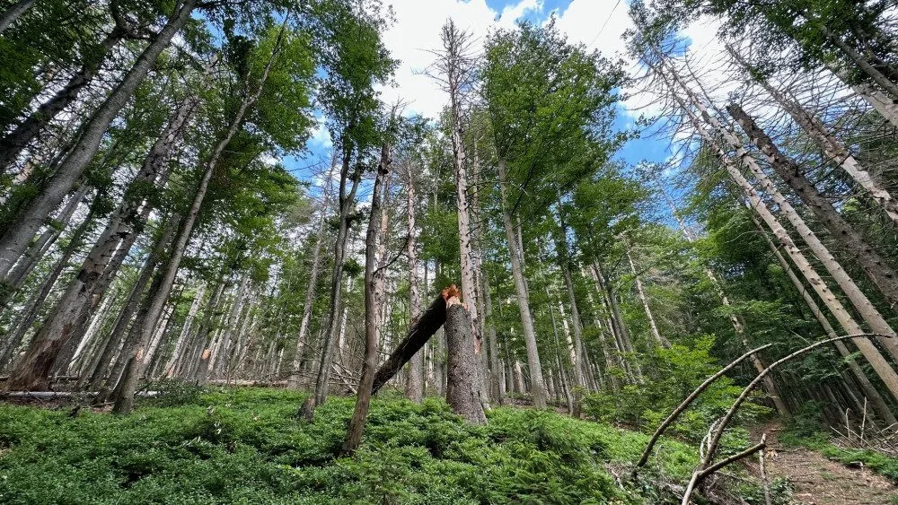 Suché stromy ohrožující značené turistické cesty na Šumavě se musí pokácet. Letos už jich šlo k zemi 6000