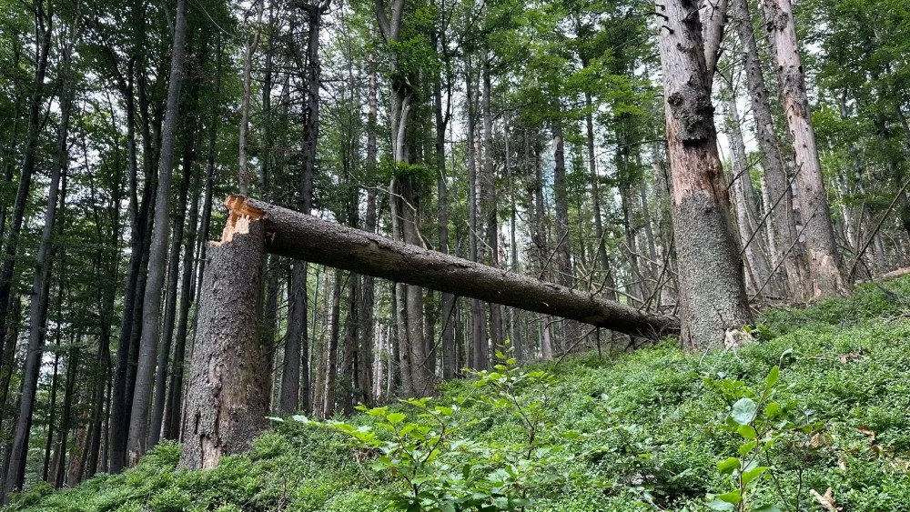Suché stromy ohrožující značené turistické cesty na Šumavě se musí pokácet. Letos už jich šlo k zemi 6000