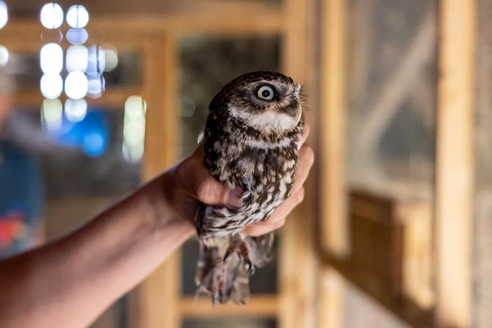 Sýček obecný je náš nejohroženější druh sovy, vrátit do přírody ho chce i nový přeshraniční projekt
