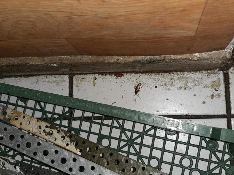 Plesnivé stropy, špína a mrtví švábi na podlaze, inspekce uzavřela zanedbaný Kebab house