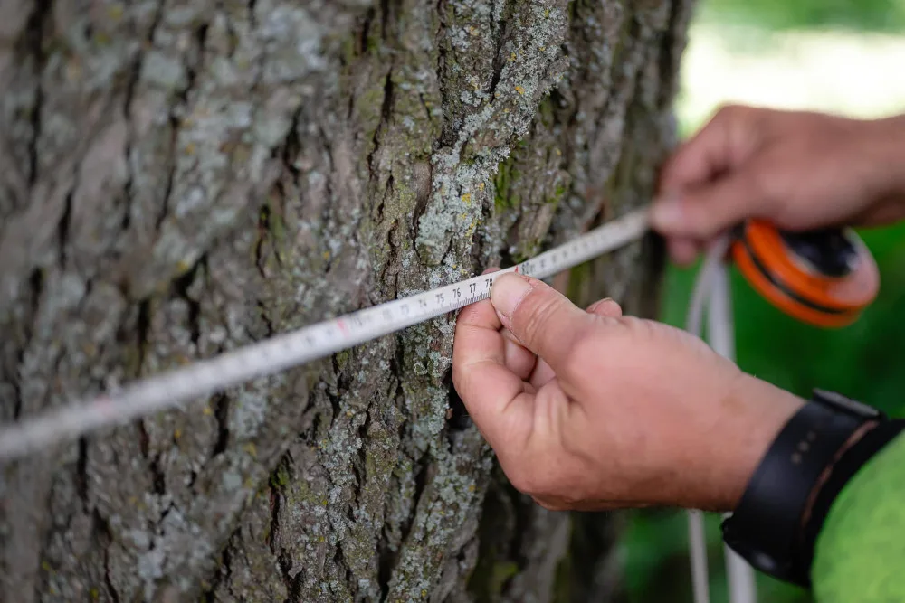 Pod statnou lípou dříve odpočívali pocestní, dnes více 300 starý strom bojuje o titul Strom roku