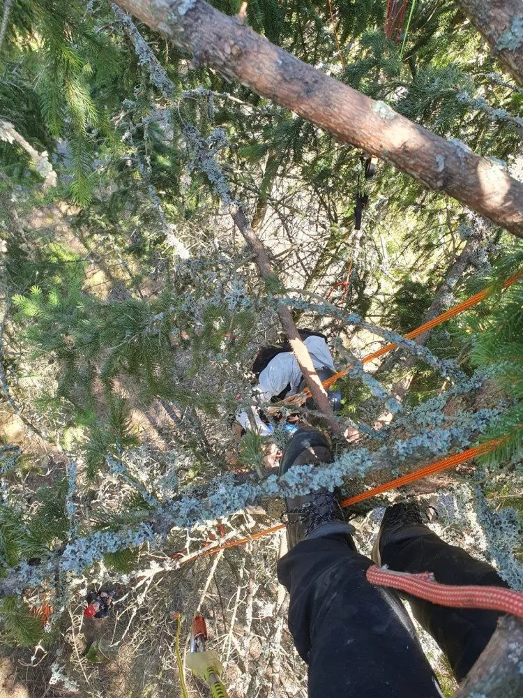 Šumavští horští záchranáři sundávali ze stromu dalšího paraglidistu, uvízl ve dvanáctimetrové výšce