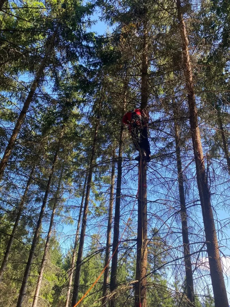 Šumavští horští záchranáři sundávali ze stromu dalšího paraglidistu, uvízl ve dvanáctimetrové výšce