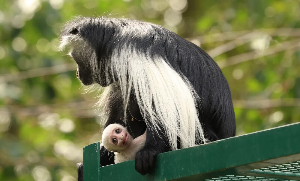 Obrovská radost v plzeňské zoo, narodilo se tam mládě guerézy angolské, matka i tlupa jej pečlivě hlídají