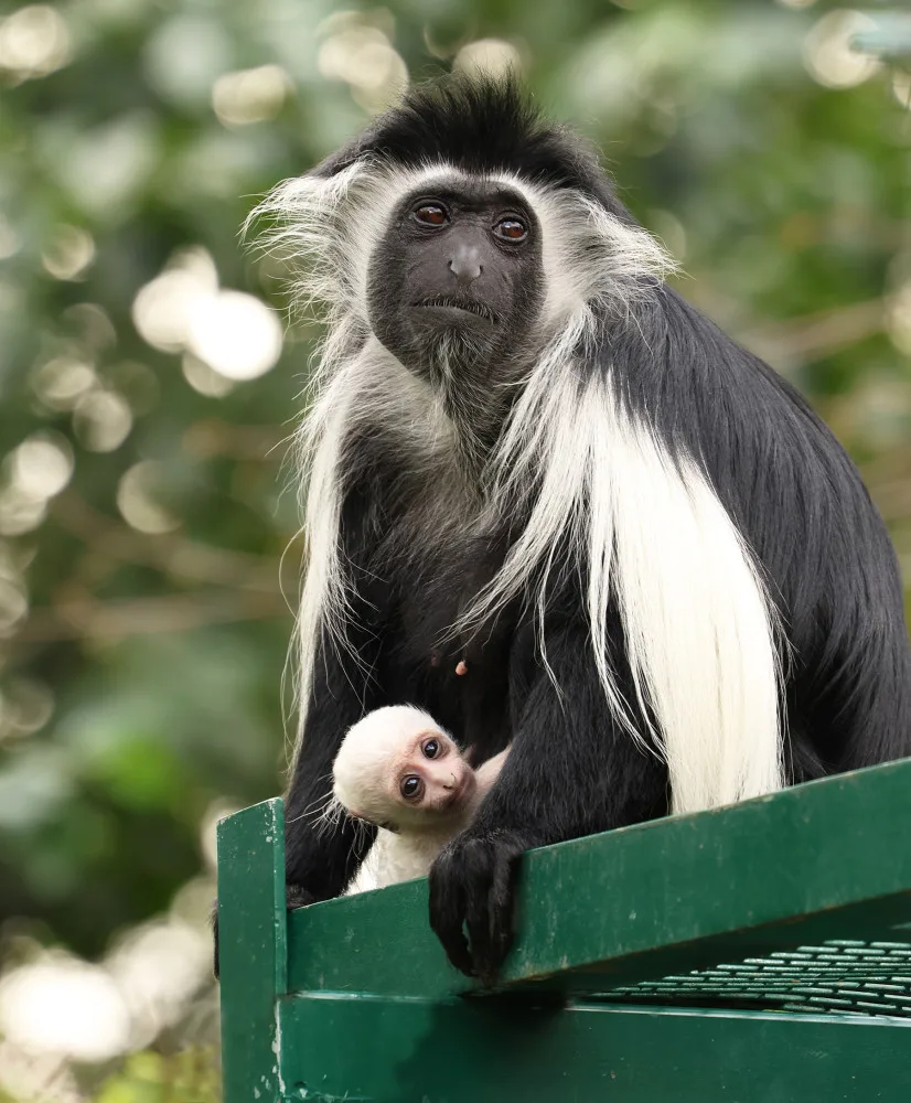 Obrovská radost v plzeňské zoo, narodilo se tam mládě guerézy angolské, matka i tlupa jej pečlivě hlídají