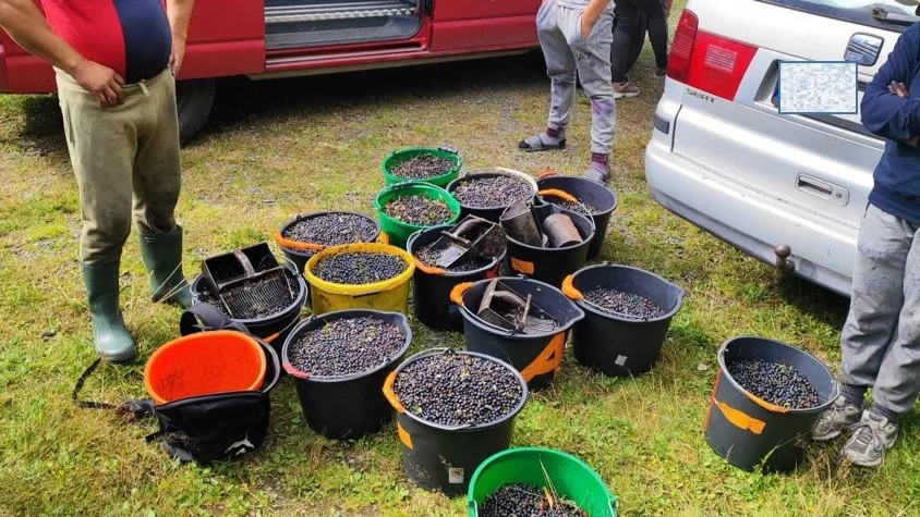 Gangy sběračů borůvek drancují lesy v NP Šumava. Strážci jim rozdali pokuty za více než čtvrt milionu korun