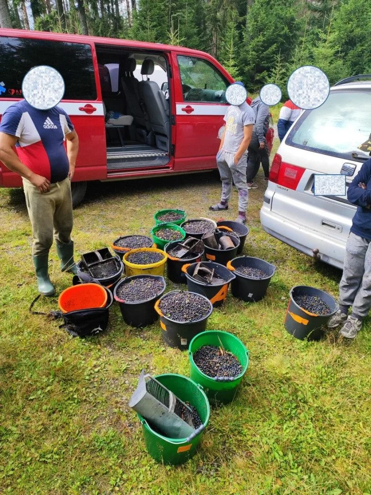 Gangy sběračů borůvek drancují lesy v NP Šumava. Strážci jim rozdali pokuty za více než čtvrt milionu korun