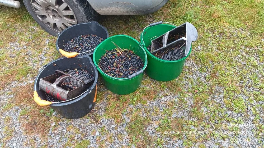 Gangy sběračů borůvek drancují lesy v NP Šumava. Strážci jim rozdali pokuty za více než čtvrt milionu korun