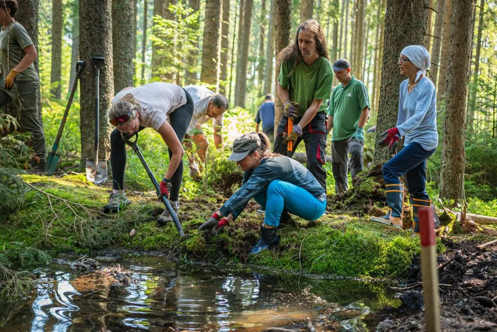 Desítky dobrovolníků pomáhaly s obnovou mokřadů a rašelinišť v Národním parku Šumava