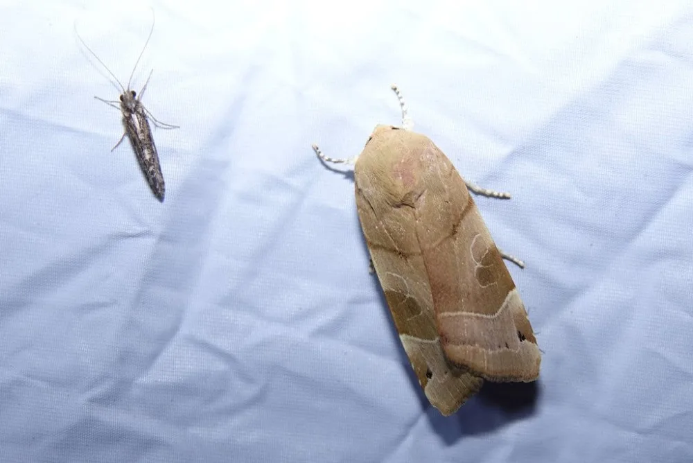 Krásu nočních motýlů mohou lidé obdivovat Arboretu Sofronka. Baterku s sebou, radí organizátoři