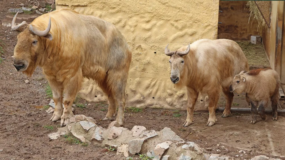 Jméno Born dostal první sameček vzácného a tajemného takina čínského, který se narodil v plzeňské zoo