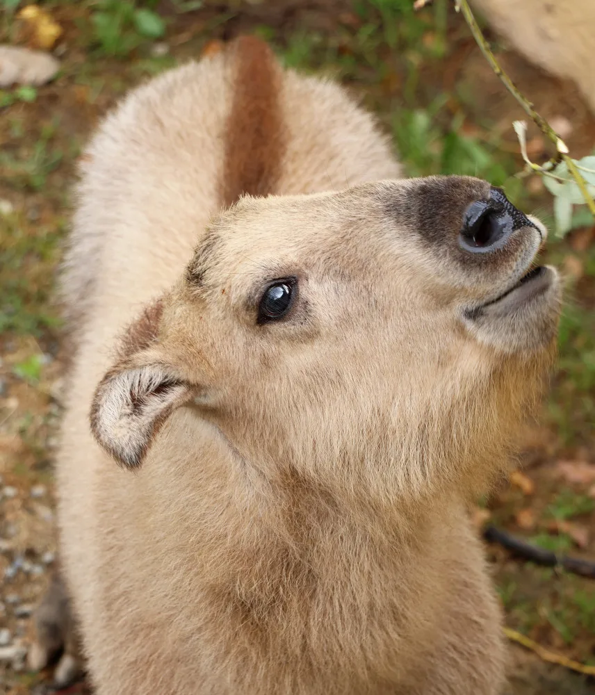 Jméno Born dostal první sameček vzácného a tajemného takina čínského, který se narodil v plzeňské zoo