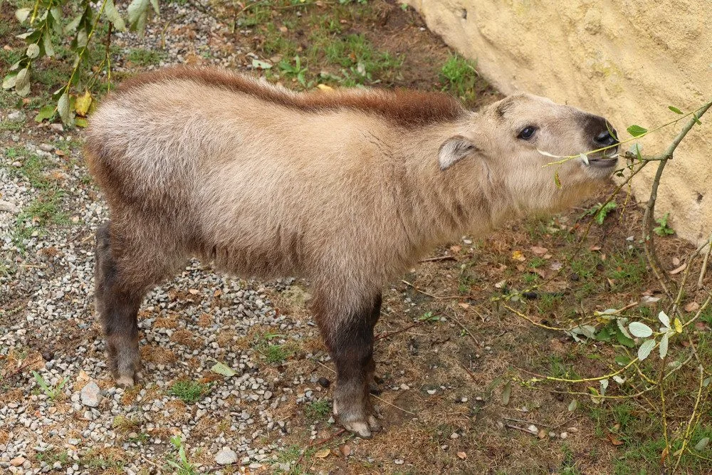 Jméno Born dostal první sameček vzácného a tajemného takina čínského, který se narodil v plzeňské zoo