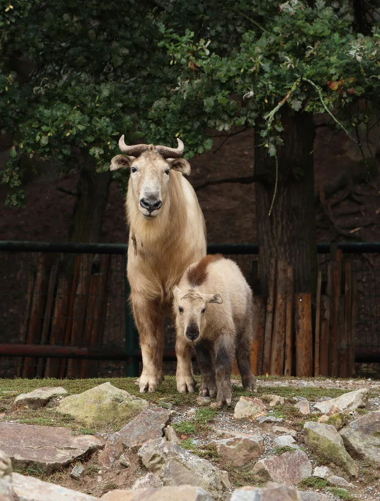 Jméno Born dostal první sameček vzácného a tajemného takina čínského, který se narodil v plzeňské zoo