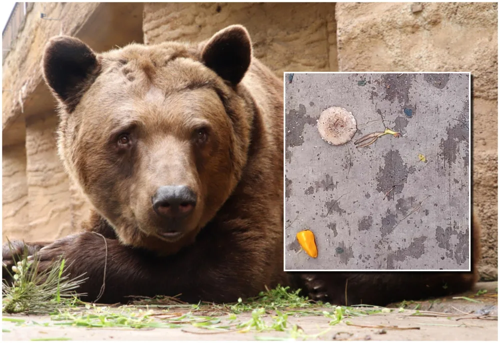 Lidé v zoo naházeli do medvědího výběhu papriky, banány i bedly. Nedělejte to, apeluje zahrada