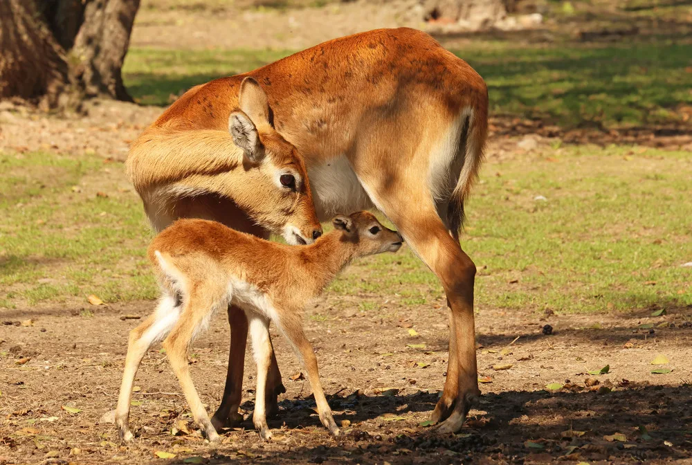 Plzeňská zoo se pochlubila stým mládětem ohrožené antilopy vodušky červené