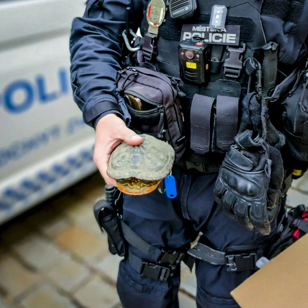 Strážníci plzeňské městské policie už z ulic sebrali desítky želv