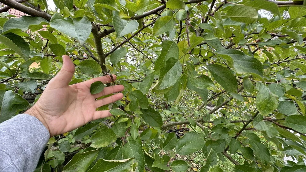 Normálně by byl tento strom obsypán jablky. Jarní mráz ale letos spálil všechny květy a stromy jsou zcela bez úrody