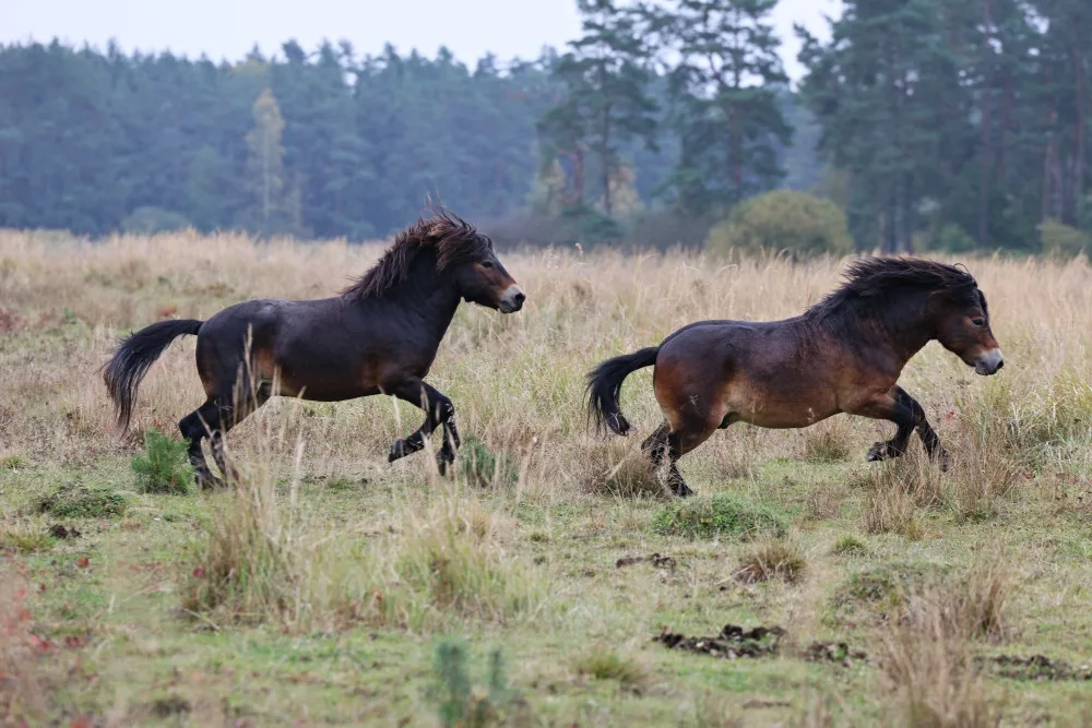 Firmy se mohou zapojit do eko projektu, první pomohl rozšířit Janovský mokřad, kde žijí pratuři a exmoorské pony