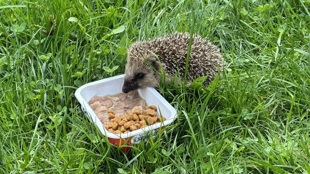 Ježkům zbývá několik posledních dní, aby se dostatečně vykrmili předtím, než upadnou do zimního spánku