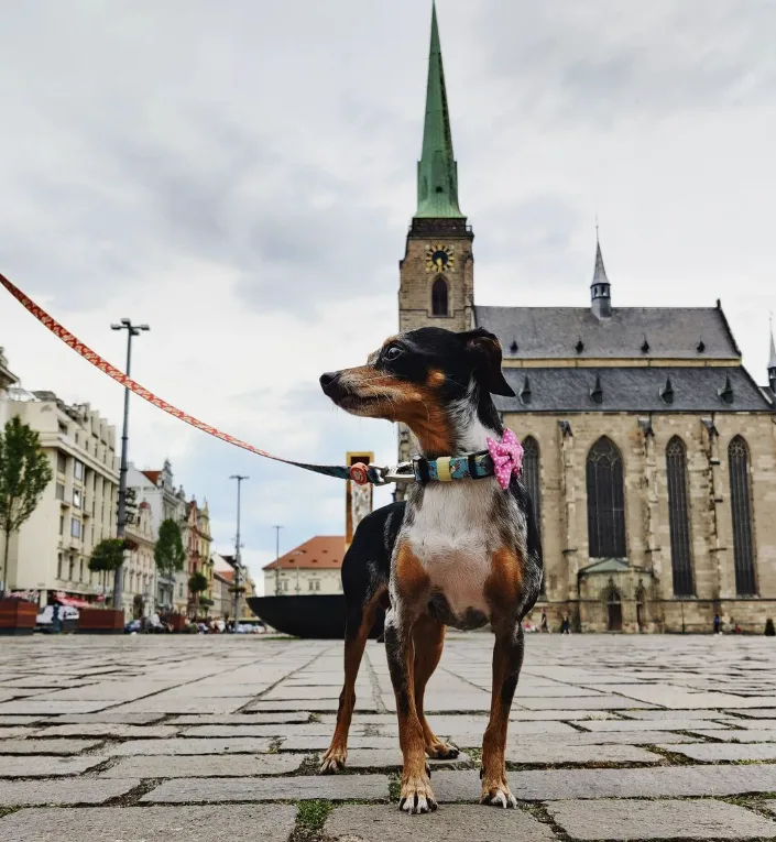 Magistrát odpustí roční poplatky za psa z městského útulku, některá zvířata tam na páníčky čekají roky