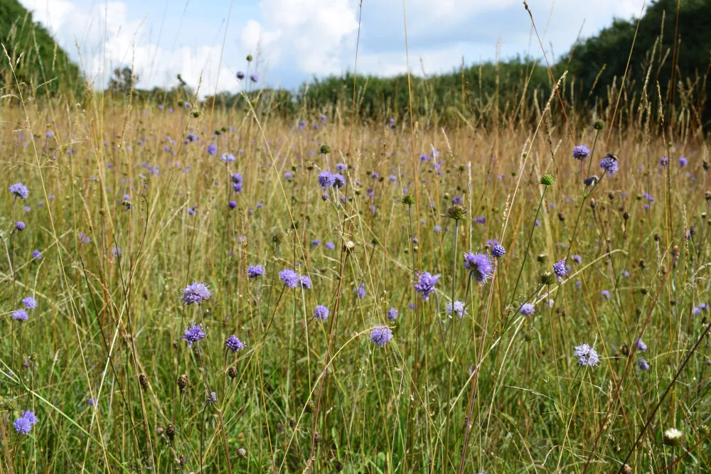 Přírodní památka a botanický klenot Českého lesa je větší, vzácnou louku nově chrání remíz