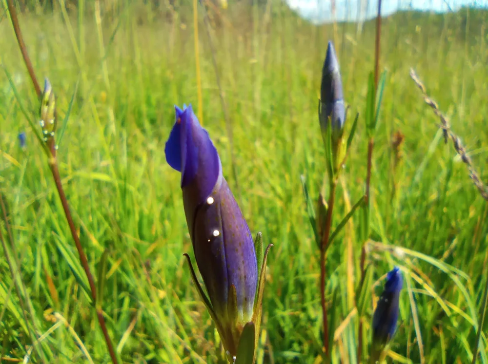 Přírodní památka a botanický klenot Českého lesa je větší, vzácnou louku nově chrání remíz