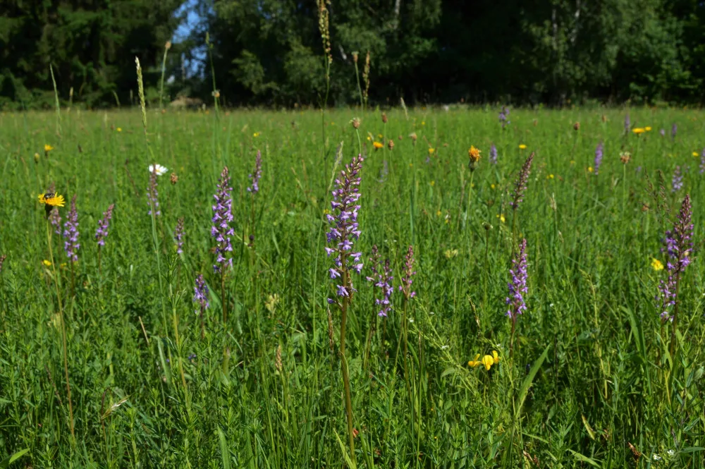Přírodní památka a botanický klenot Českého lesa je větší, vzácnou louku nově chrání remíz