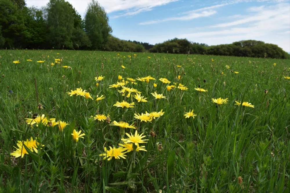 Přírodní památka a botanický klenot Českého lesa je větší, vzácnou louku nově chrání remíz
