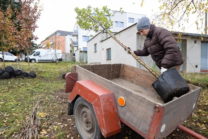 Město se víc zazelená. Lidé dostali od města stromy, které mohou zasadit na svých zahradách