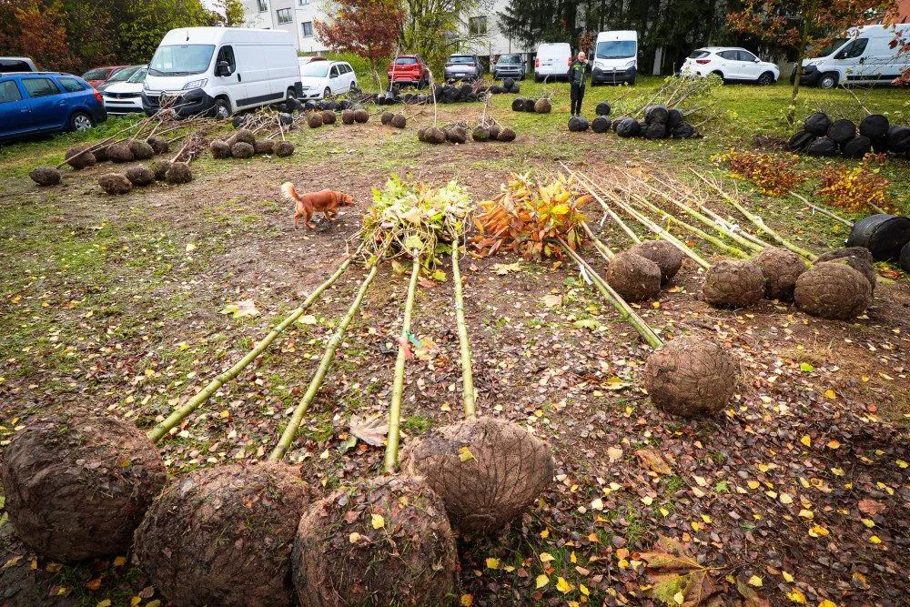 Město se víc zazelená. Lidé dostali od města stromy, které mohou zasadit na svých zahradách