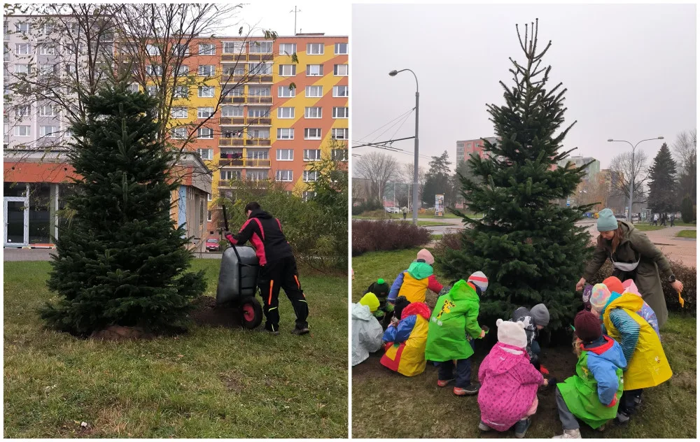 Obvod zasadil dva živé vánoční stromky, tři a půl metrové jedle nahradí dosavadní umělé