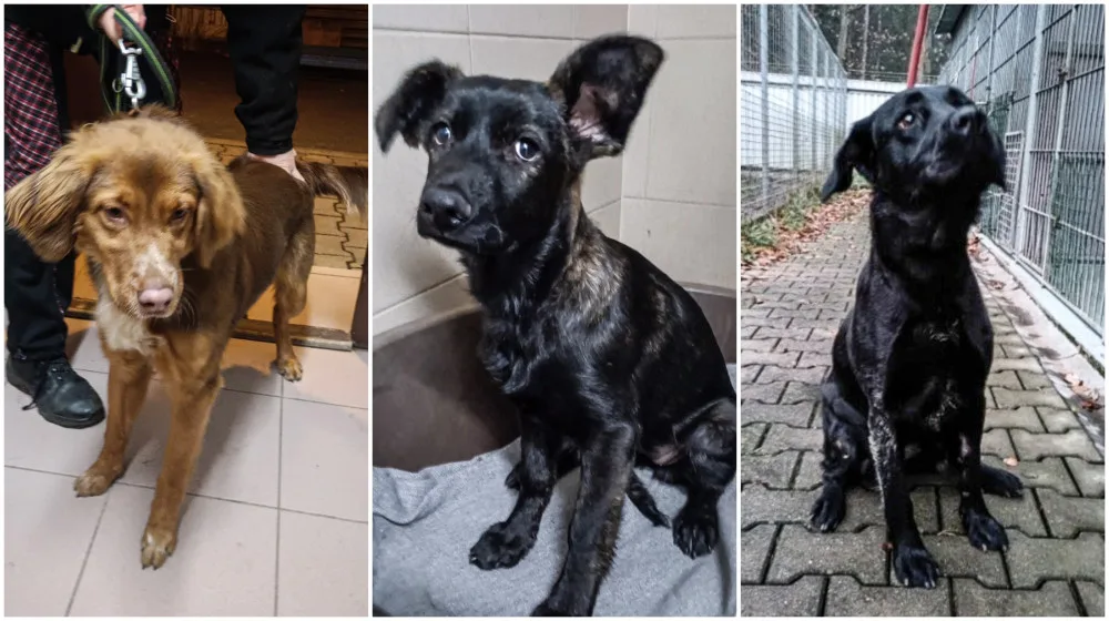 Brownie, Malga a Žofka.