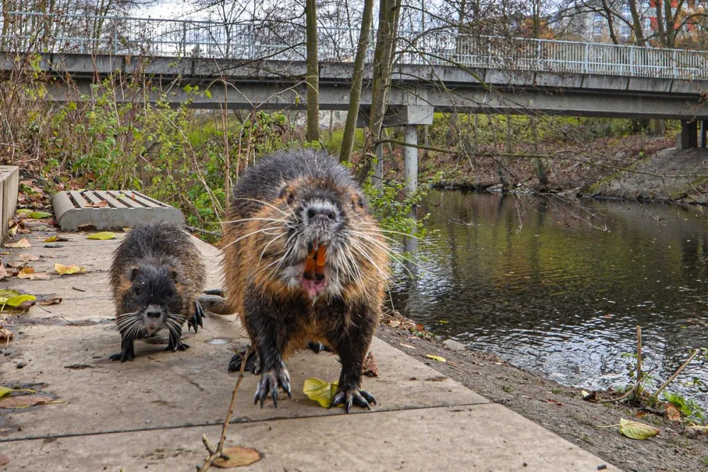 Nekrmte nutrie, apeluje město. Přemnožení hlodavci páchají čím dál více škod a mohou přenášet infekční nemoci