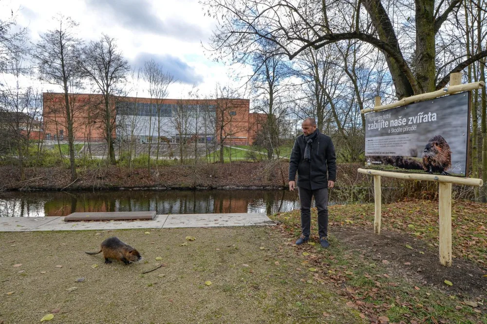Nekrmte nutrie, apeluje město. Přemnožení hlodavci páchají velké škody a mohou přenášet infekční nemoci