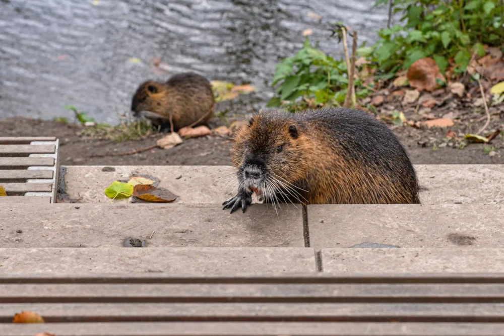 Nekrmte nutrie, apeluje město. Přemnožení hlodavci páchají velké škody a mohou přenášet infekční nemoci
