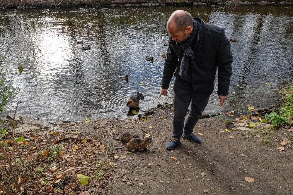 Nekrmte nutrie, apeluje město. Přemnožení hlodavci páchají velké škody a mohou přenášet infekční nemoci