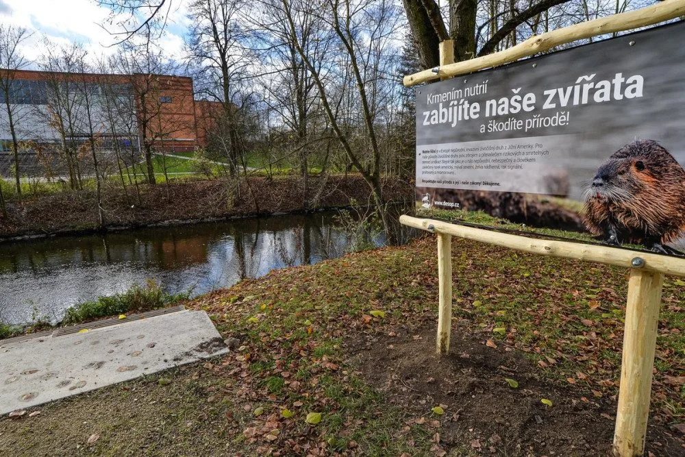 Nekrmte nutrie, apeluje město. Přemnožení hlodavci páchají velké škody a mohou přenášet infekční nemoci