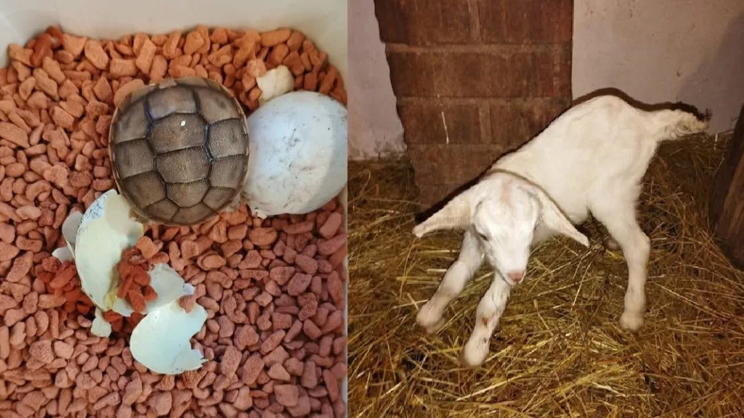 Zoo Plzeň na Nový rok hlásí hned několik nových přírůstků