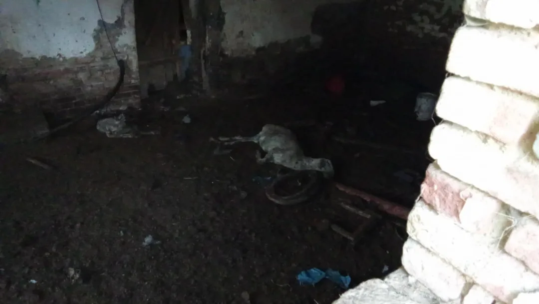 Uhynulý kůň a další zvířata na pokraji smrti, situace šokovala i zkušeného zvířecího záchranáře