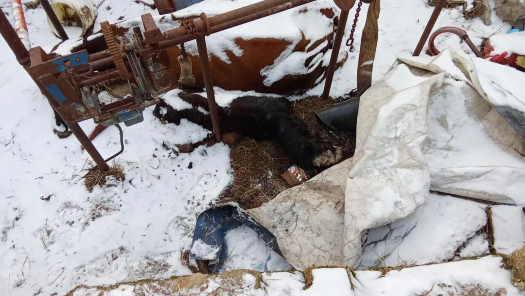 Uhynulý kůň a další zvířata na pokraji smrti, situace šokovala i zkušeného zvířecího záchranáře